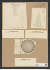 Coscinodiscus argus Ehr. (de-Toni-Nr.: Genus 202, Species 4992) Zeichnungen Sammlung Grunow Nr. 8709 (NHMW-BOT-W0378278)